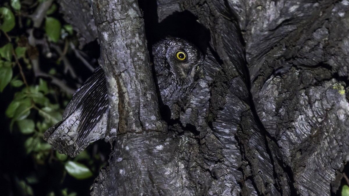 Cyprus Scops-Owl - ML634916398