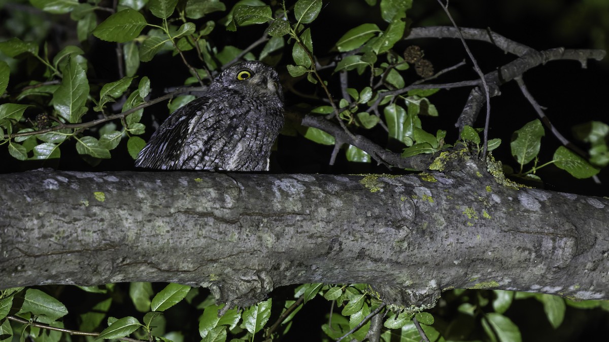 Cyprus Scops-Owl - ML634916400