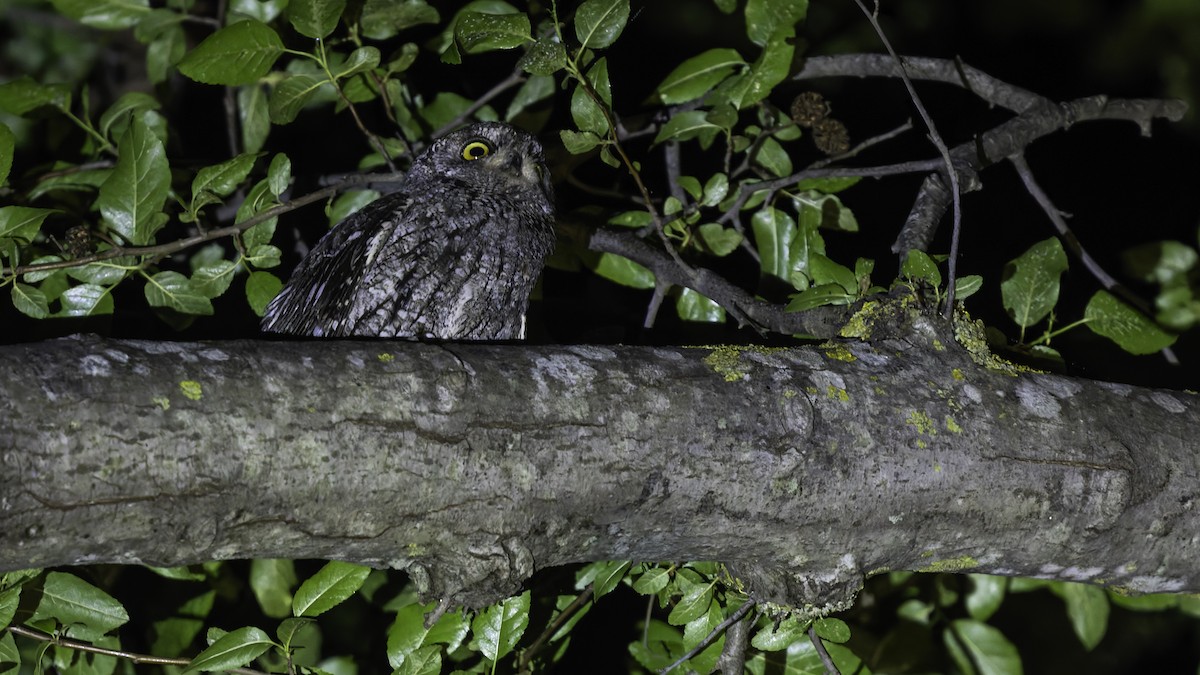 Cyprus Scops-Owl - ML634916401