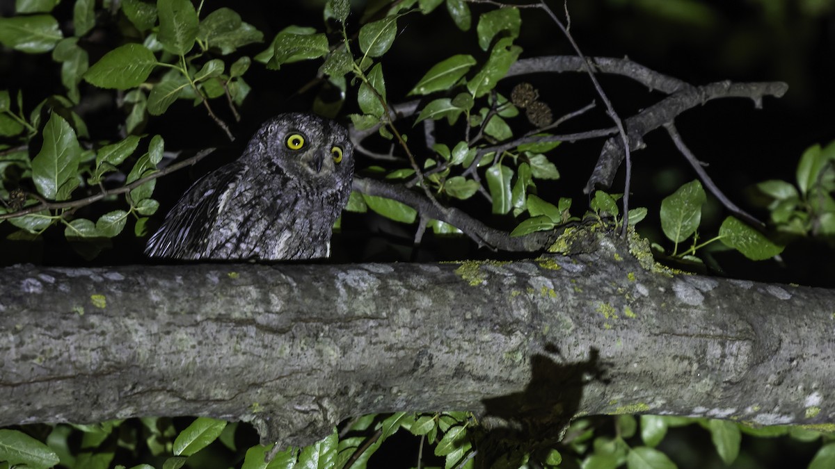 Cyprus Scops-Owl - ML634916405