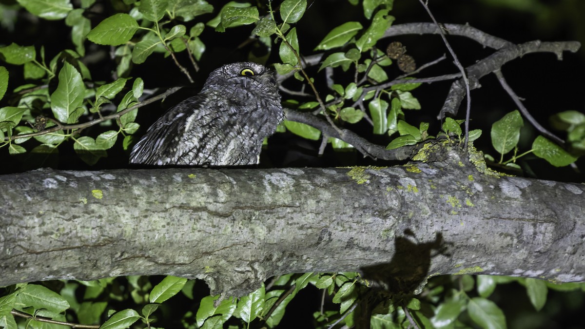 Cyprus Scops-Owl - ML634916407
