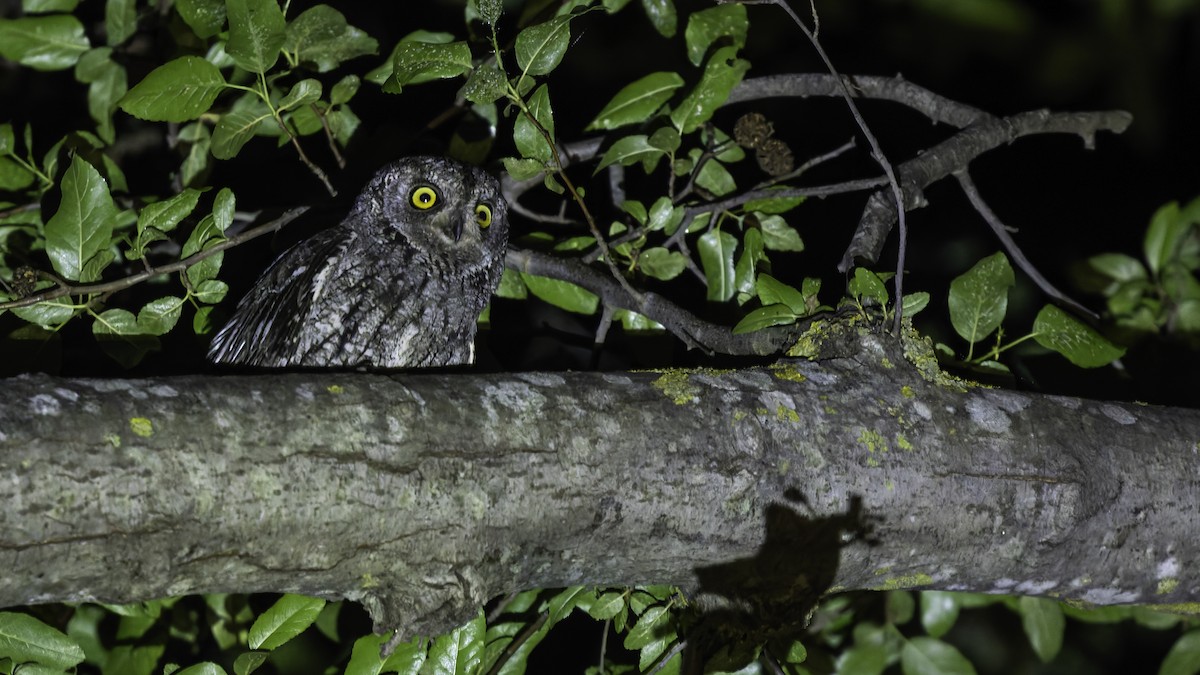 Cyprus Scops-Owl - ML634916409
