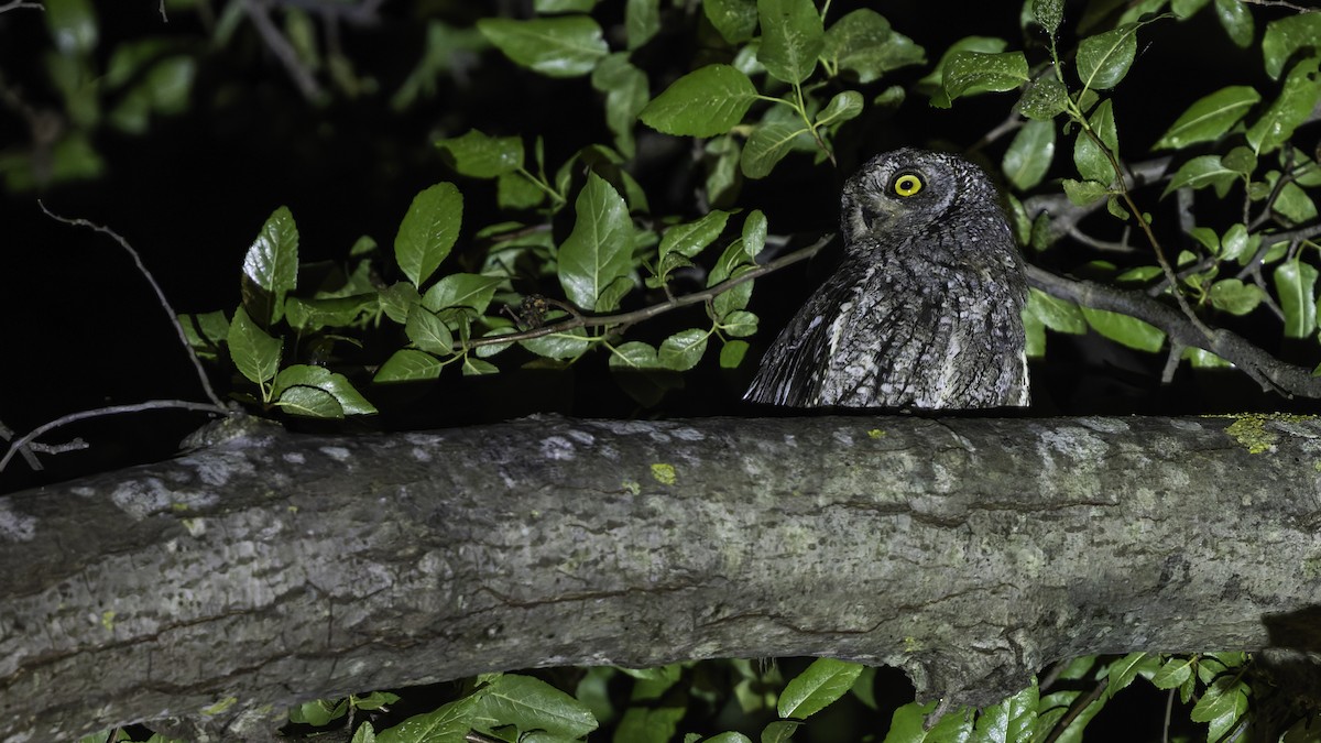 Cyprus Scops-Owl - ML634916410