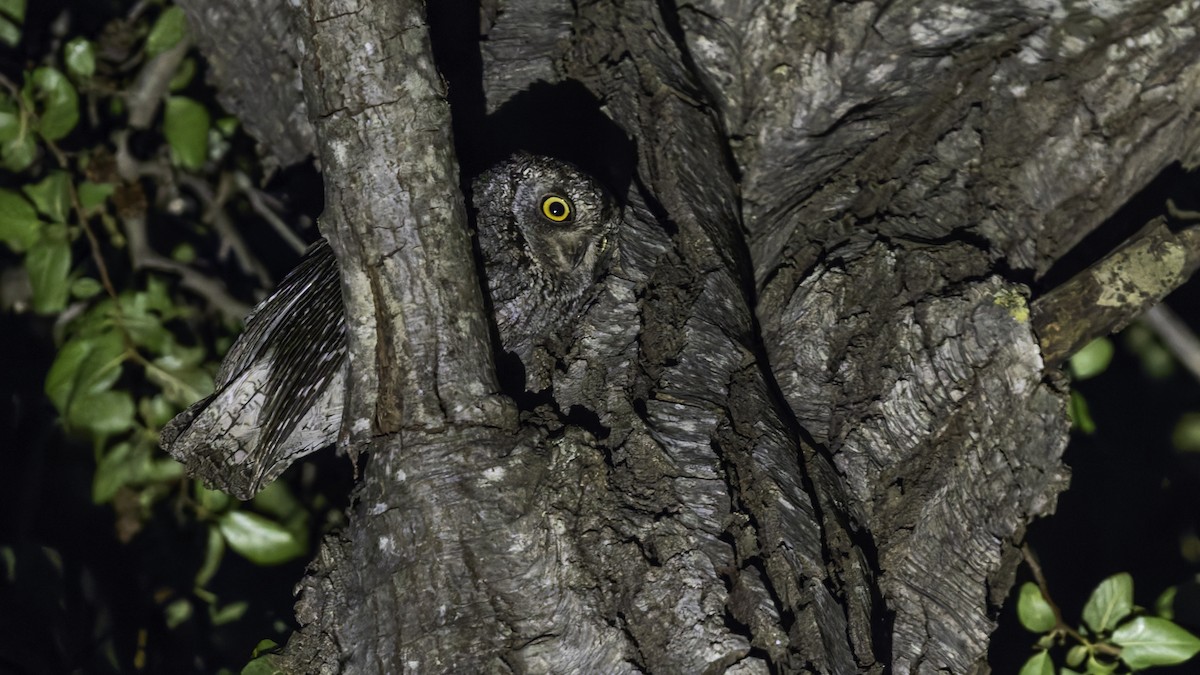 Cyprus Scops-Owl - ML634916411