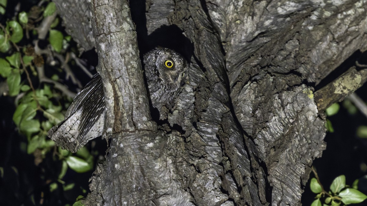 Cyprus Scops-Owl - ML634916412