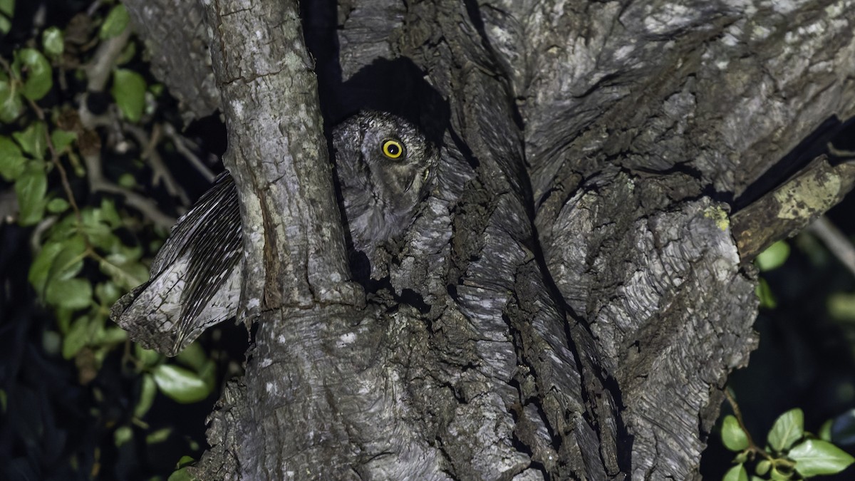 Cyprus Scops-Owl - ML634916413