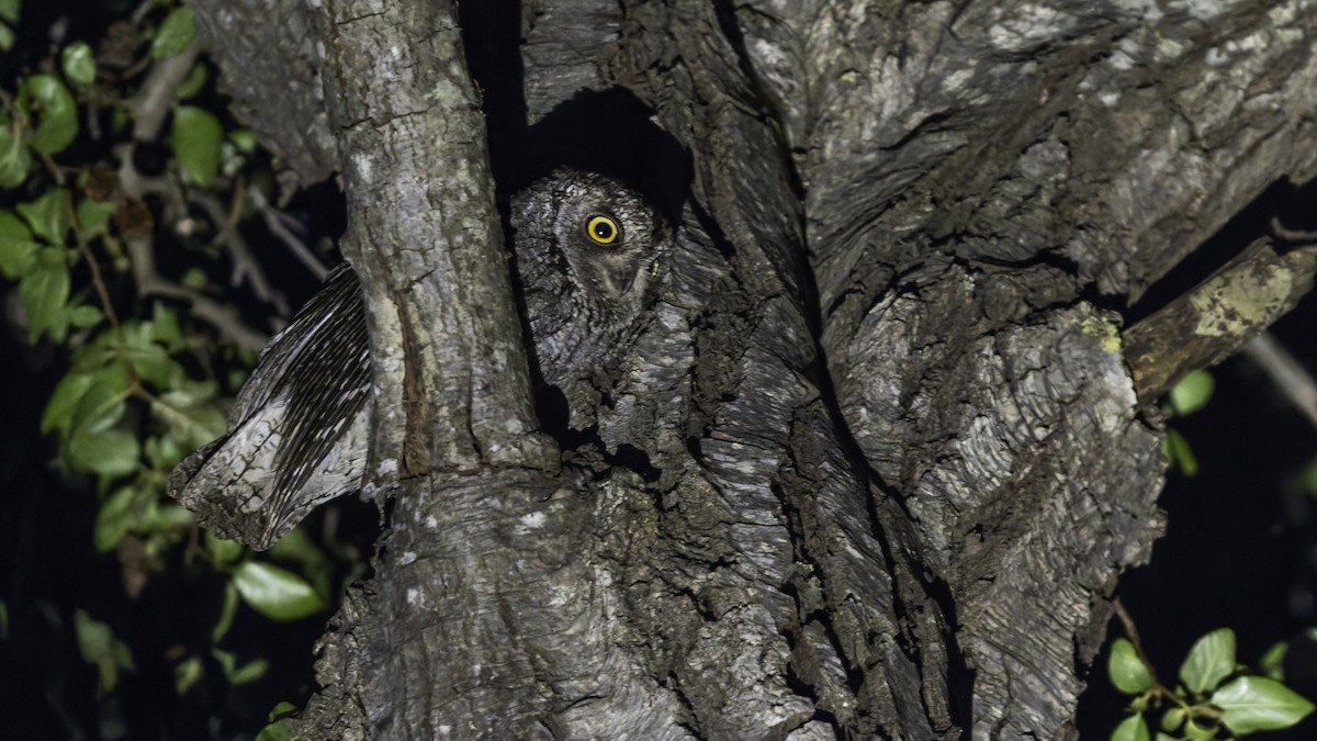 Cyprus Scops-Owl - ML634916414