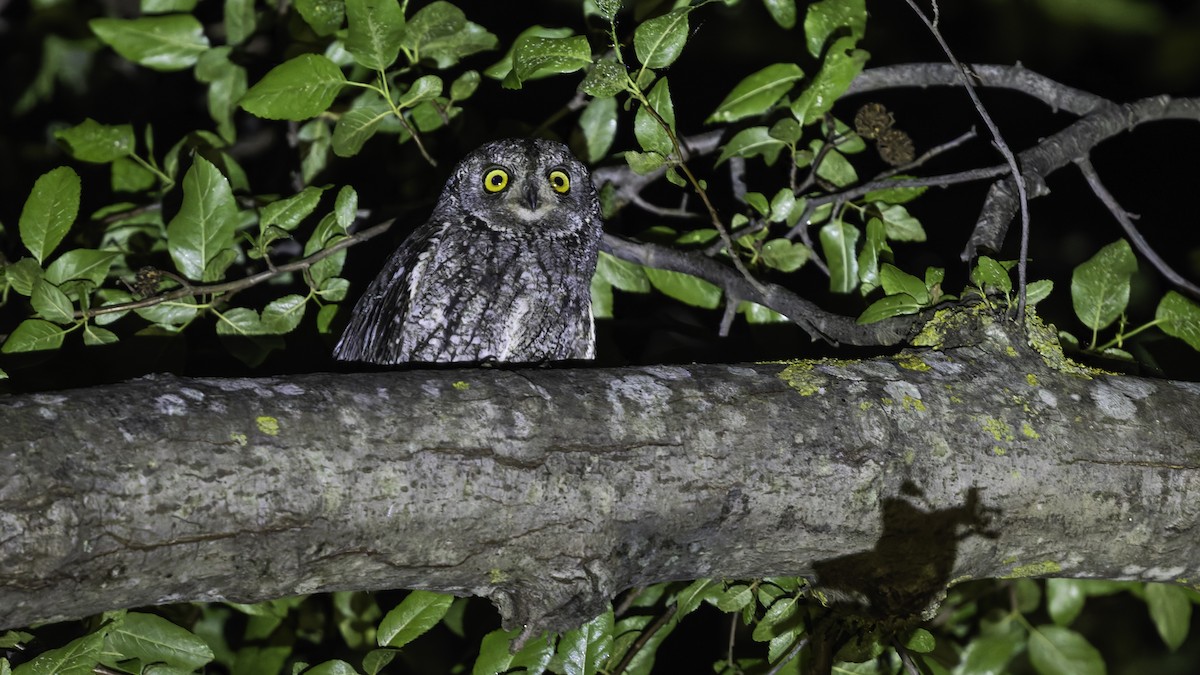 Cyprus Scops-Owl - ML634916492