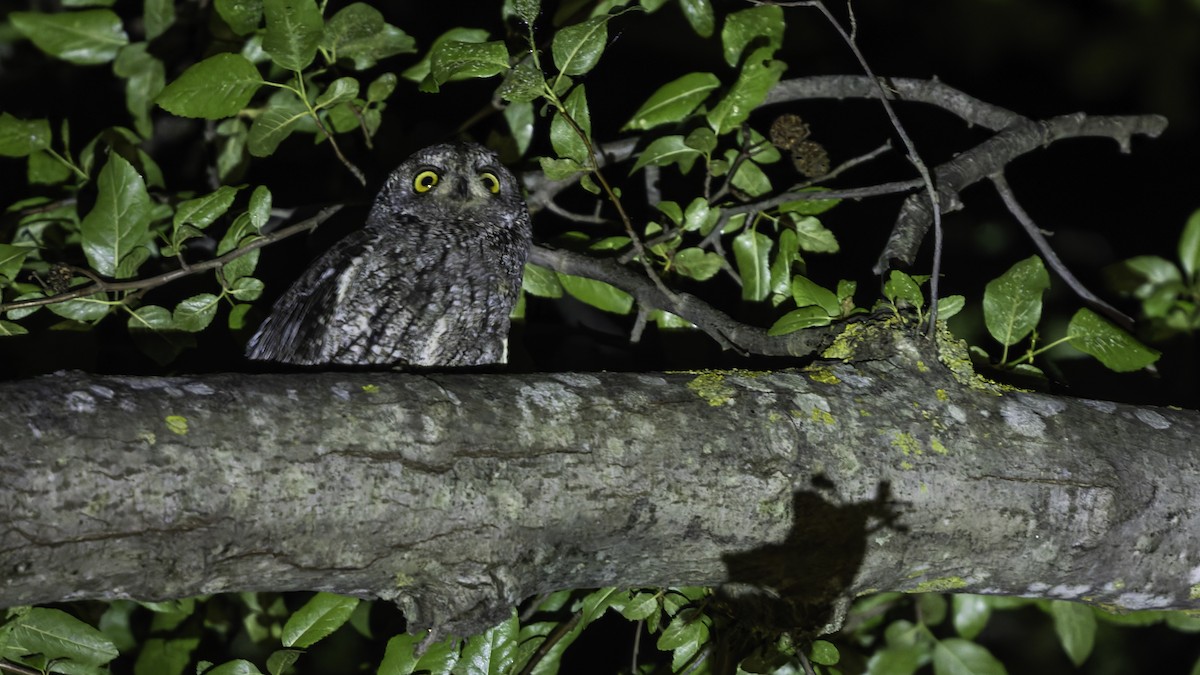 Cyprus Scops-Owl - ML634916498