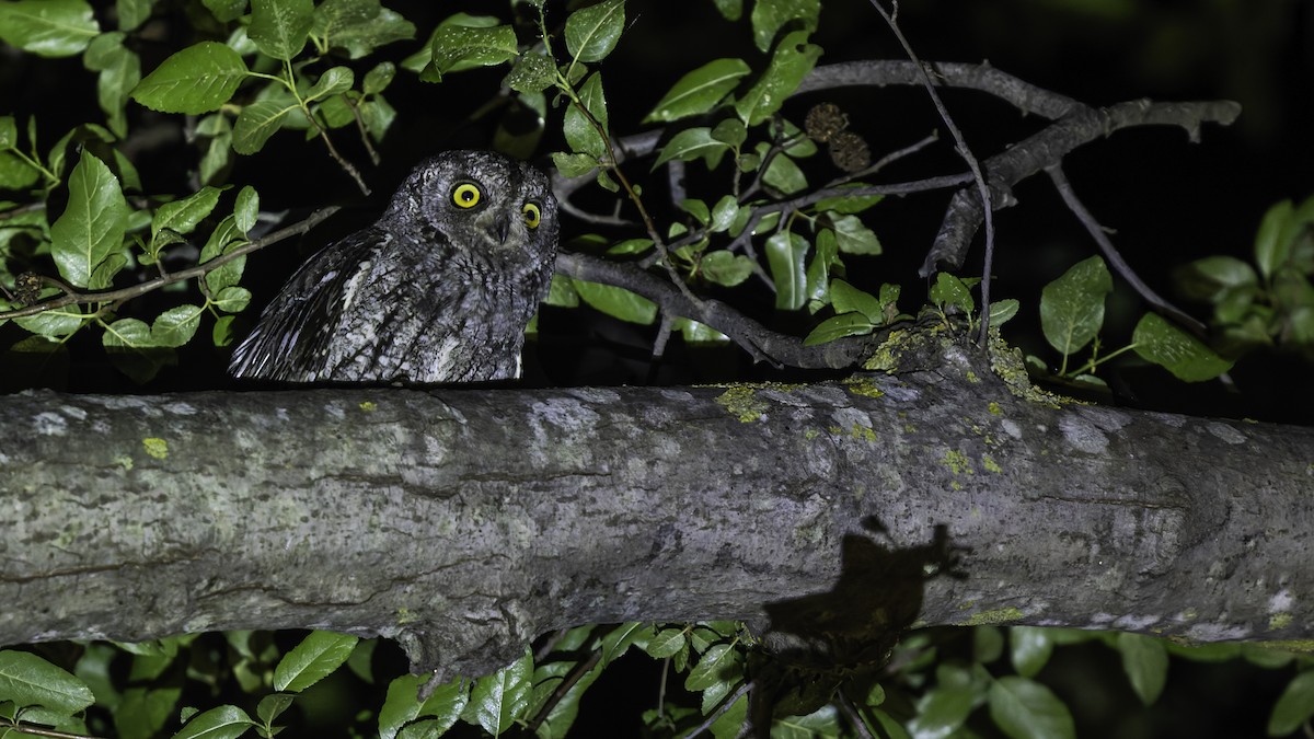 Cyprus Scops-Owl - ML634916501