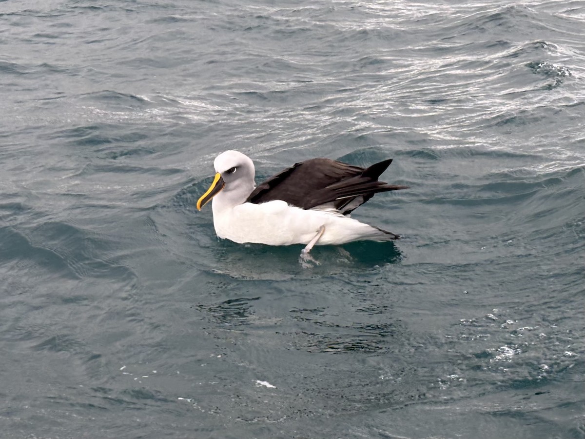Buller's Albatross - ML634916520