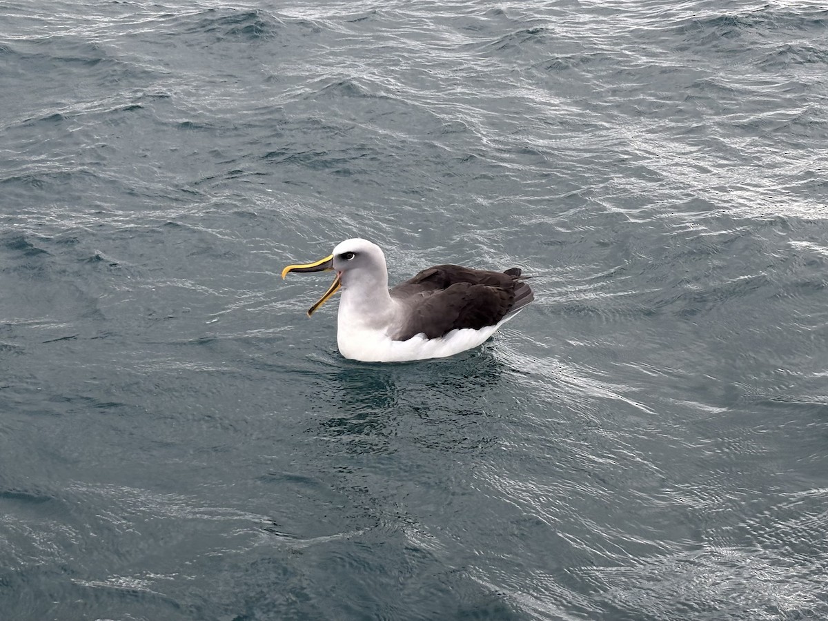 Buller's Albatross - ML634916521