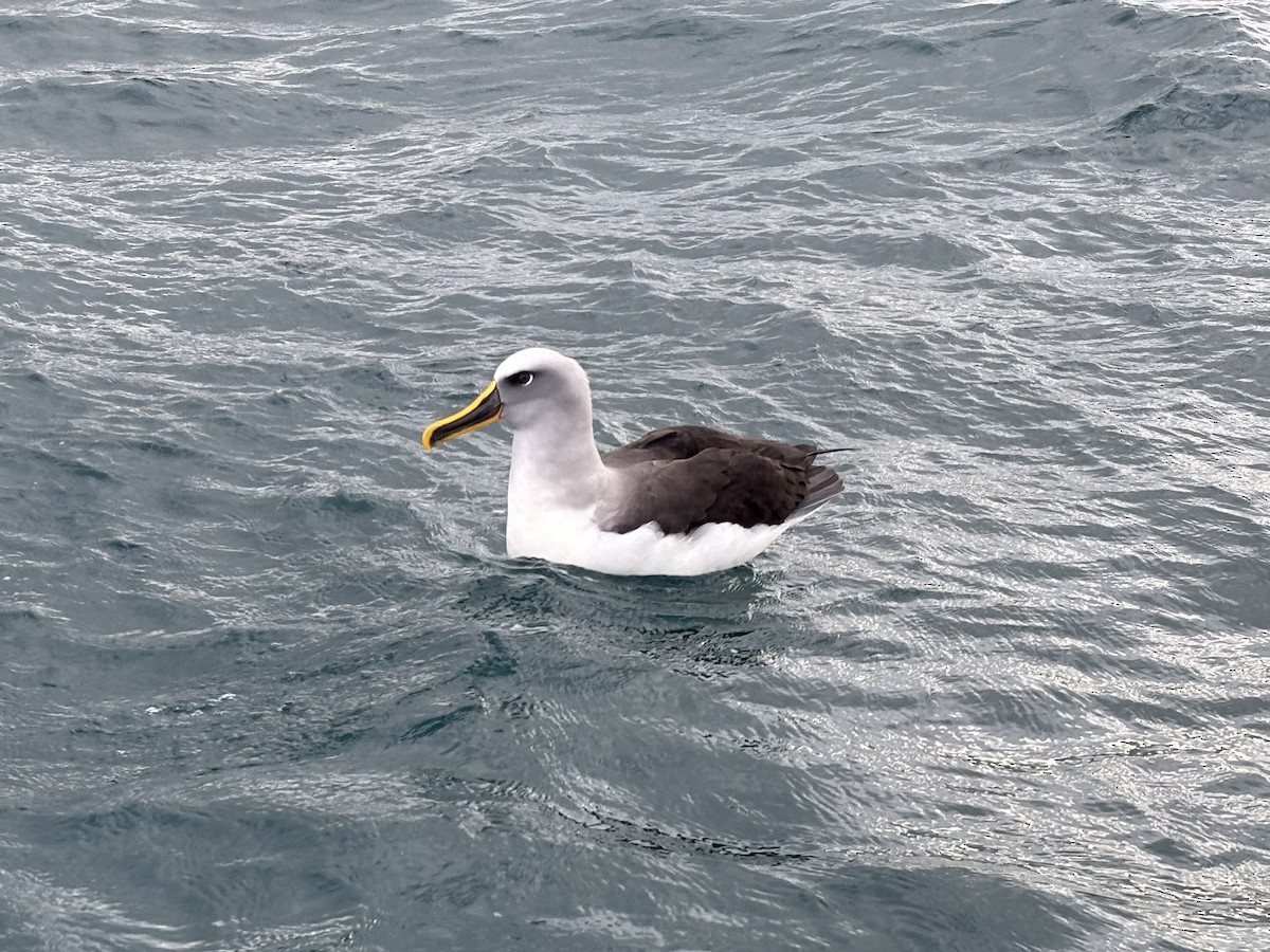 Buller's Albatross - ML634916522