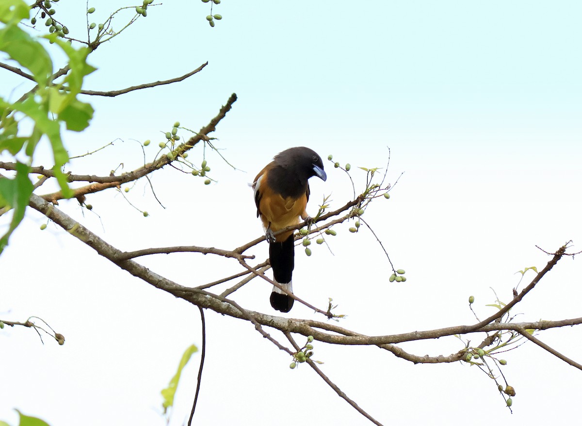 Rufous Treepie - ML634916605