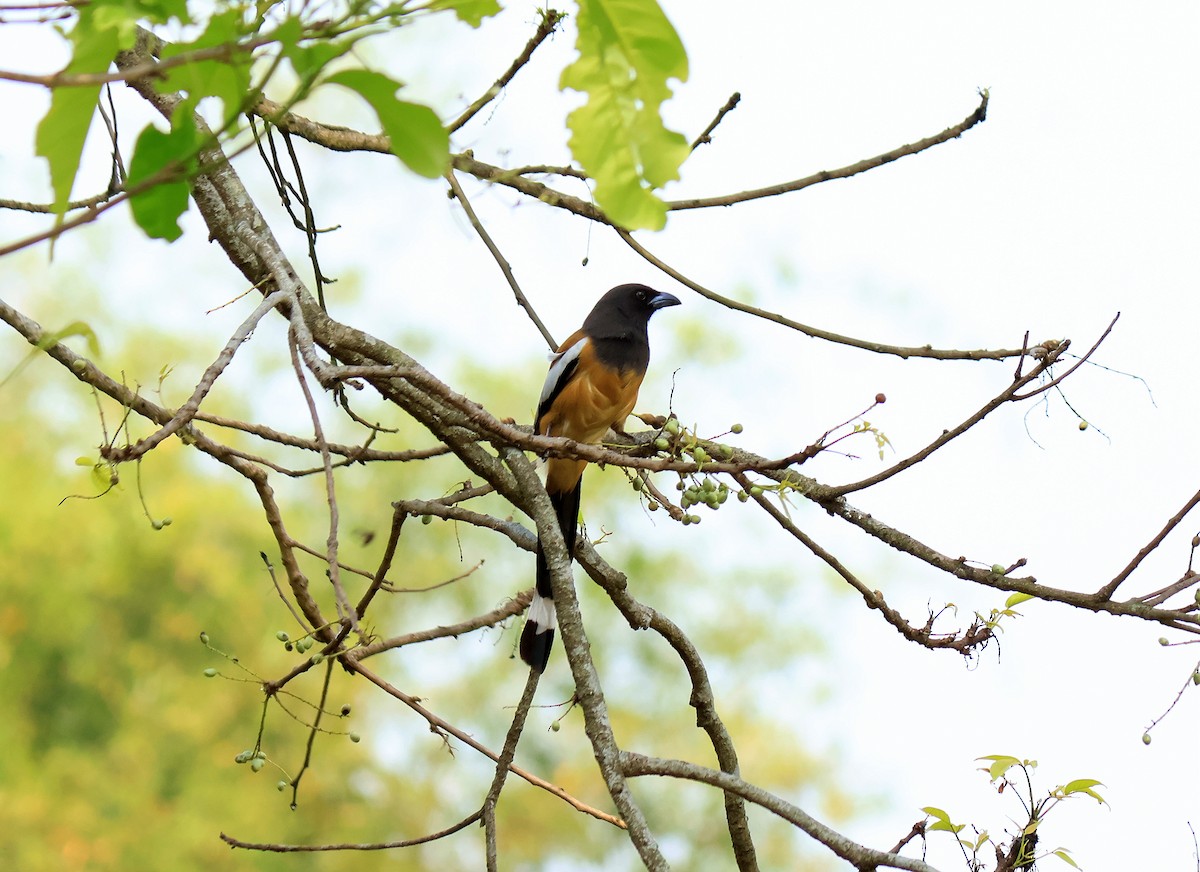Rufous Treepie - ML634916606