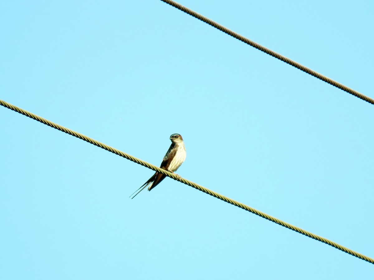 Eastern Red-rumped Swallow (Striated) - ML634916635