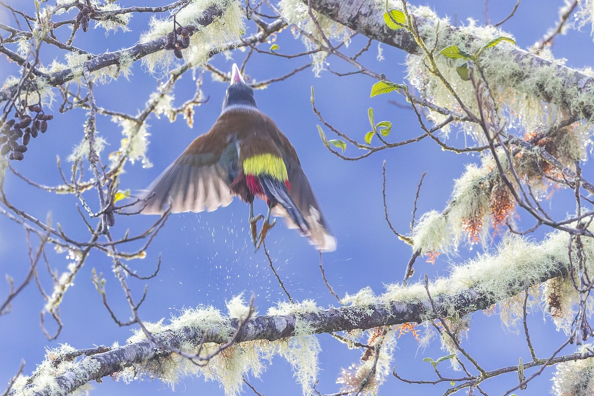 Gray-breasted Mountain-Toucan - ML634916736