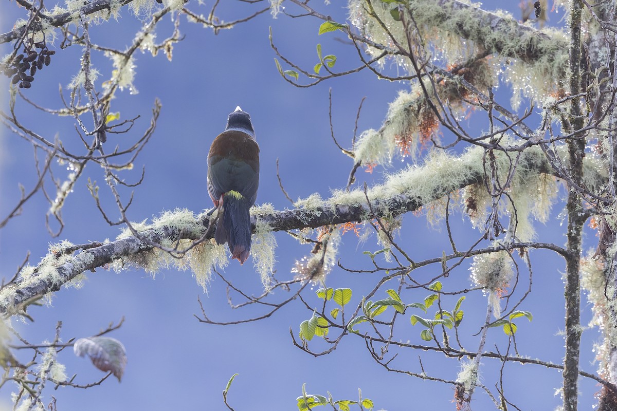 Gray-breasted Mountain-Toucan - ML634916741