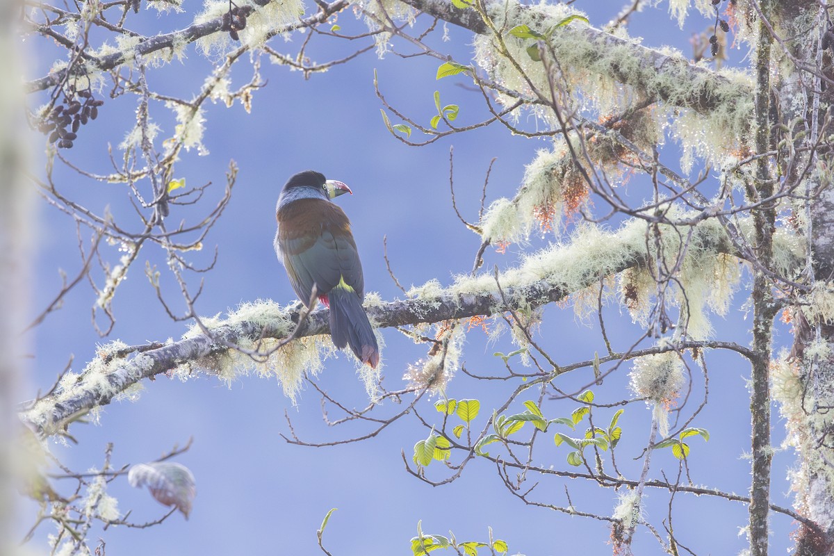 Gray-breasted Mountain-Toucan - ML634916742