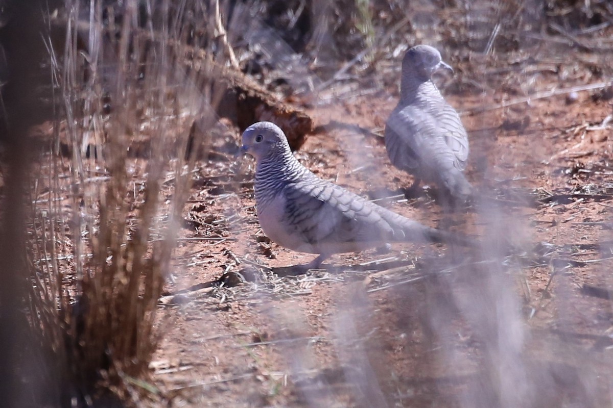 Peaceful Dove - ML634916751