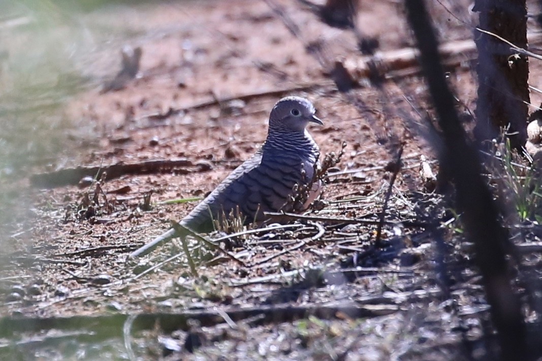 Peaceful Dove - ML634916752