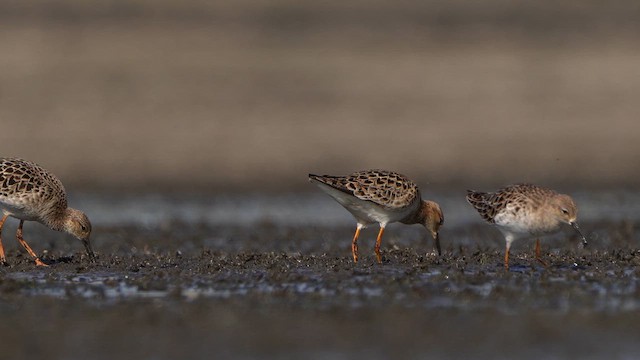 エリマキシギ - ML634916770