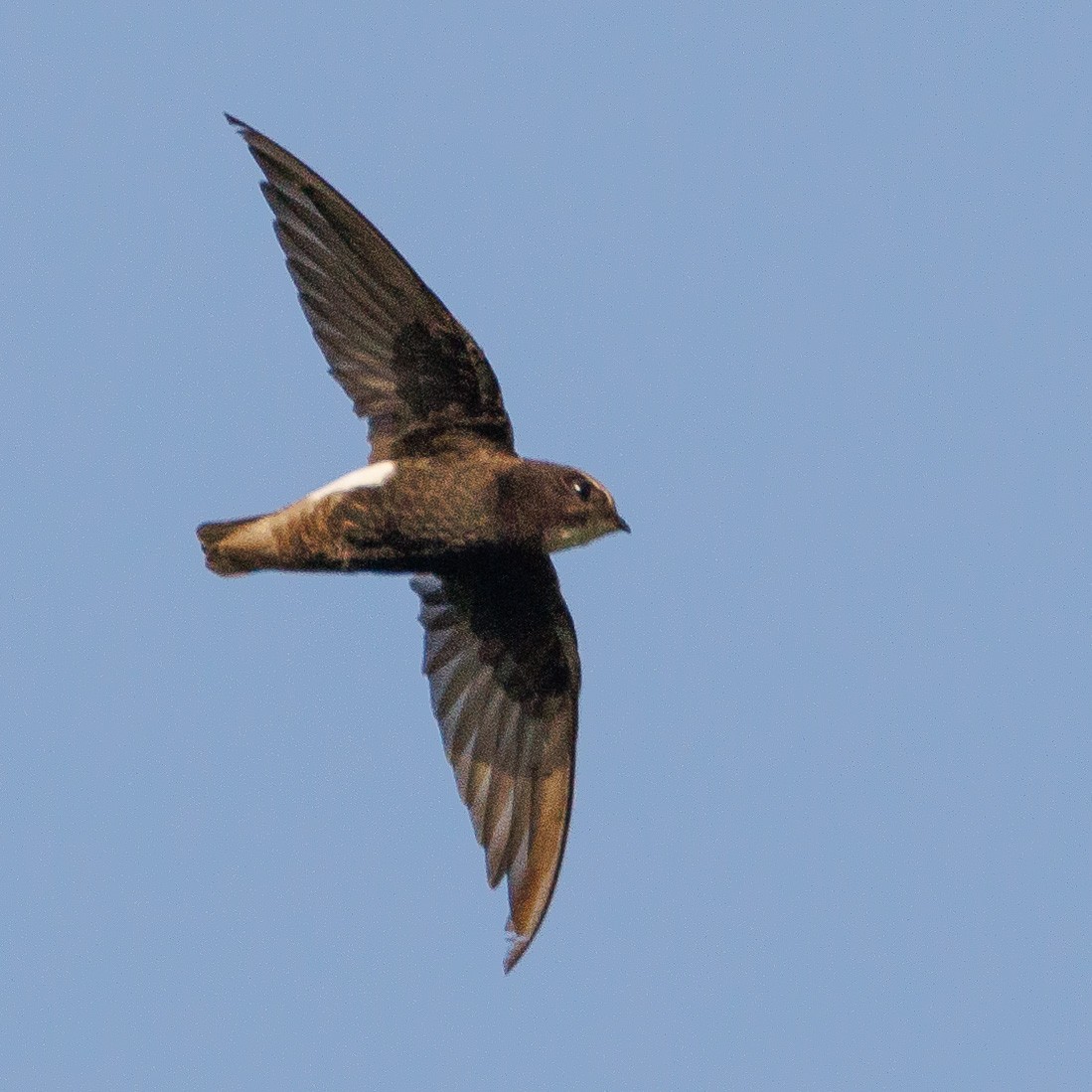 Little Swift - ML634916799