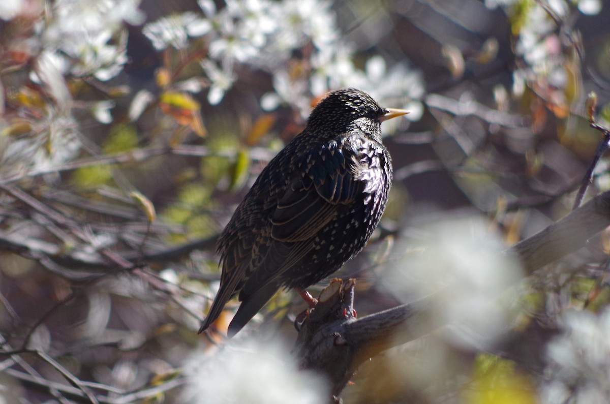 European Starling - ML634916820