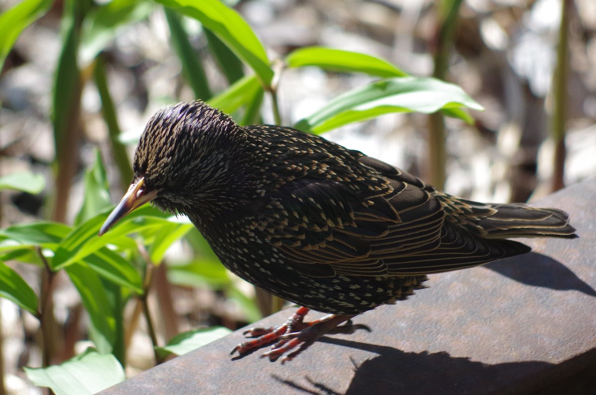 European Starling - ML634916821