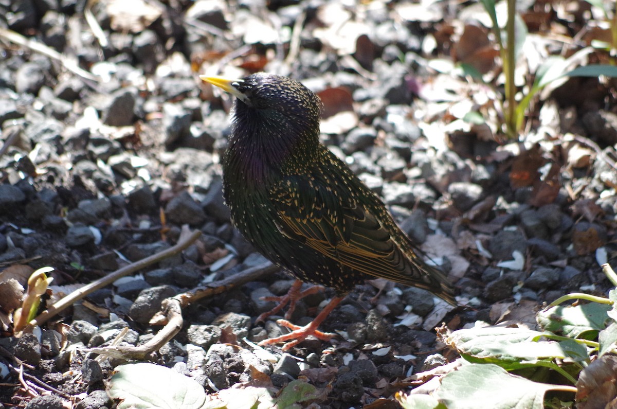 European Starling - ML634916822