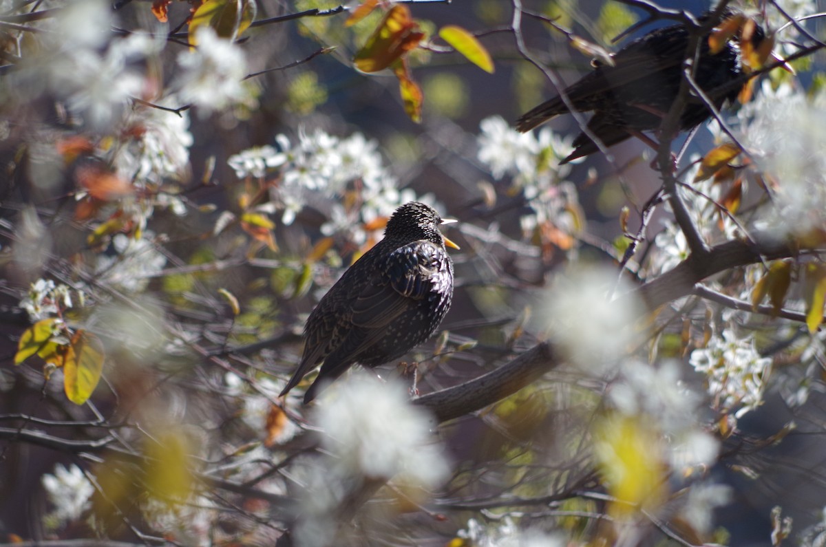 European Starling - ML634916823
