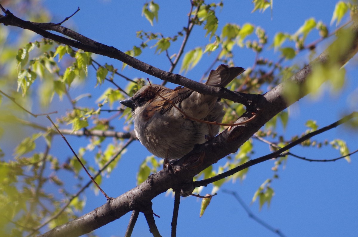 House Sparrow - ML634916826