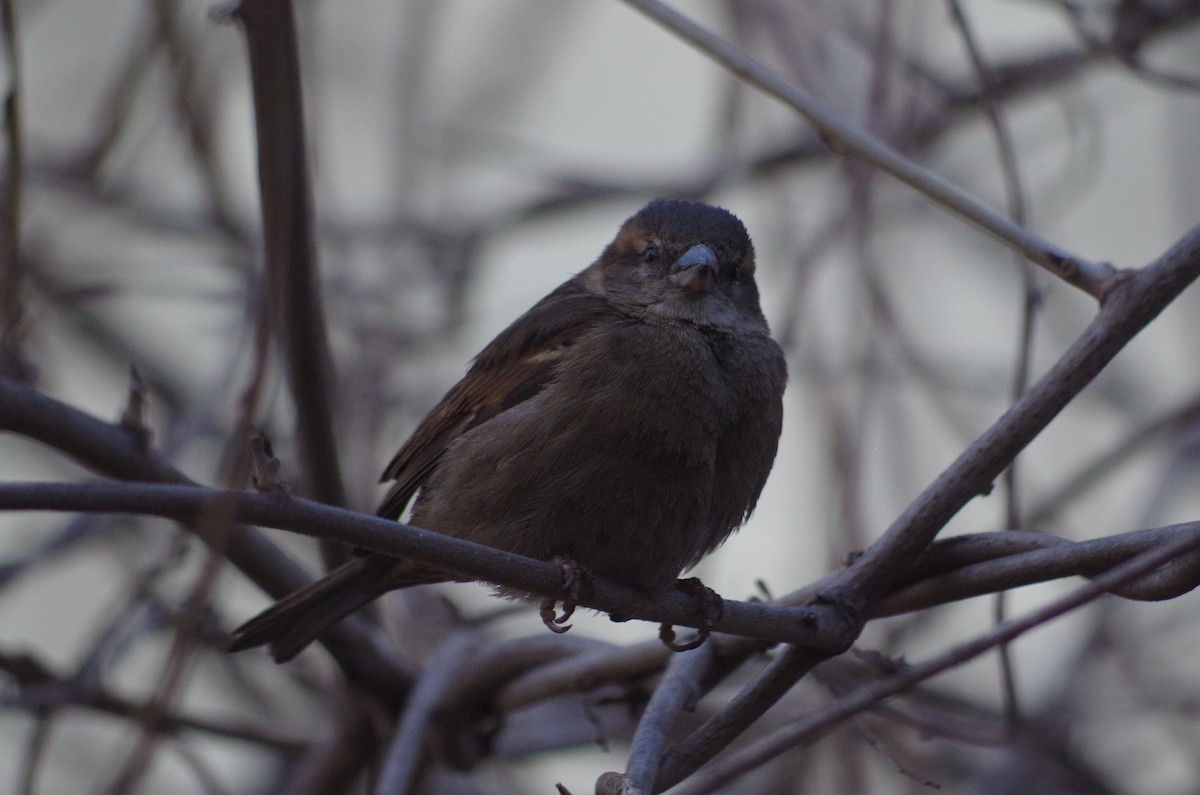 House Sparrow - ML634916827