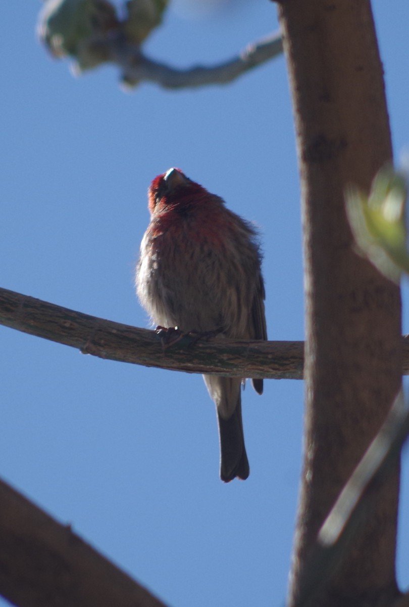 House Finch - ML634916829