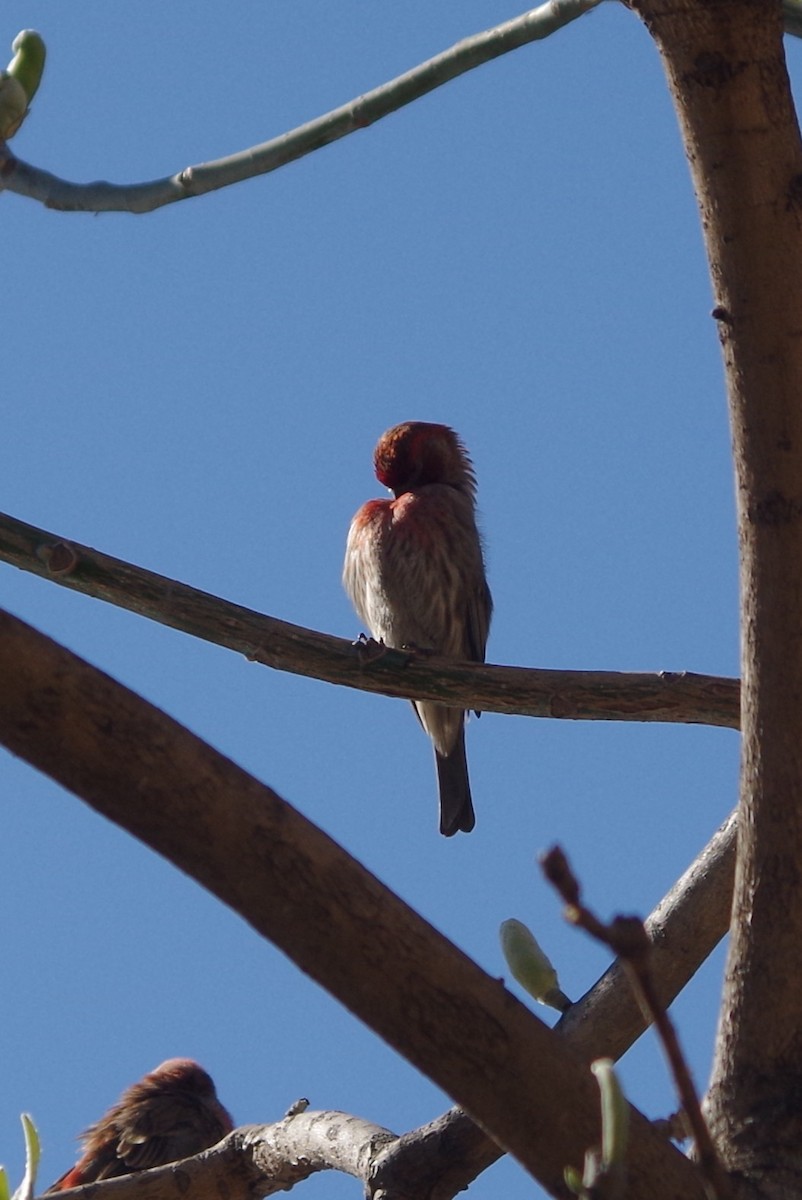 House Finch - ML634916830