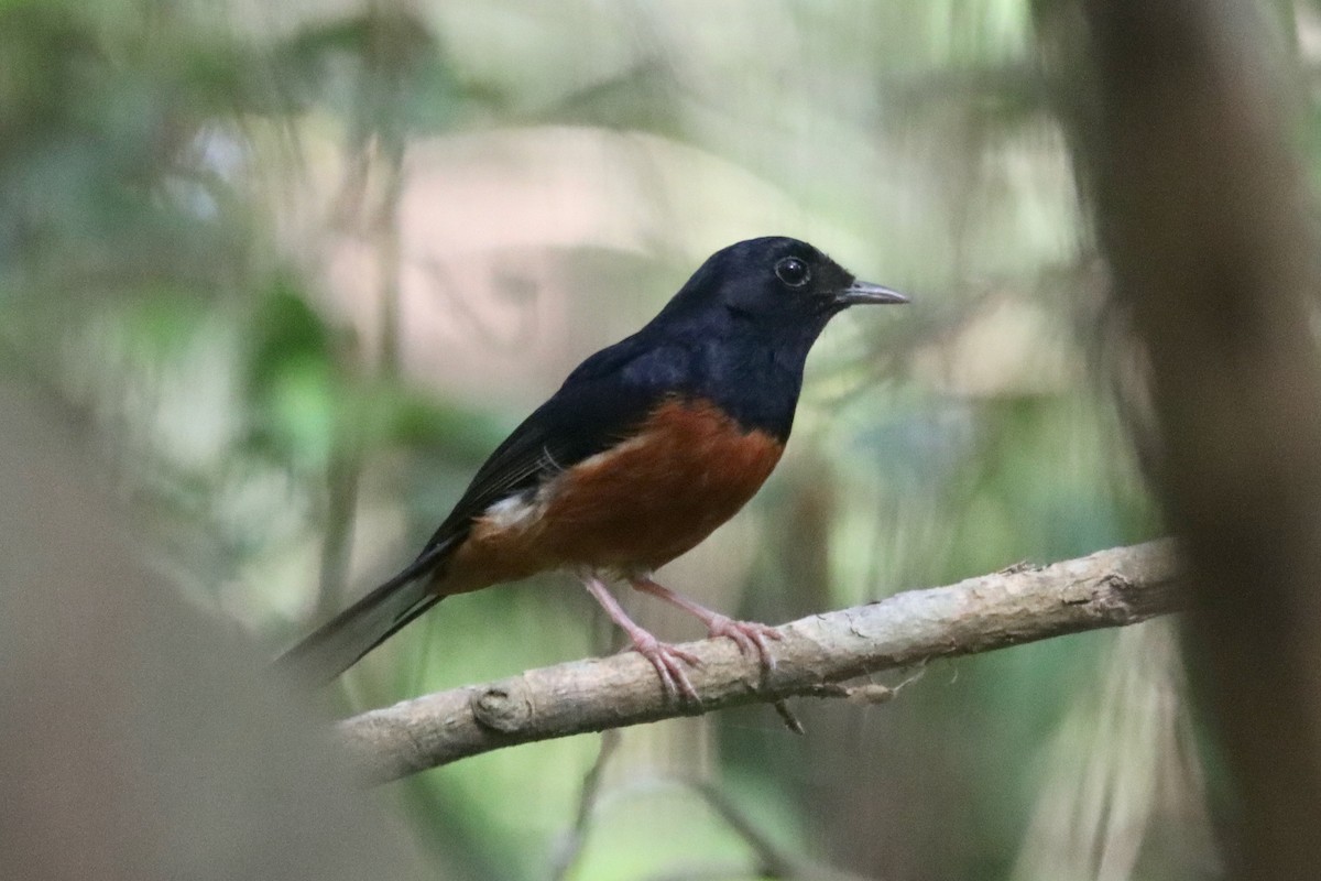 White-rumped Shama - ML634916941