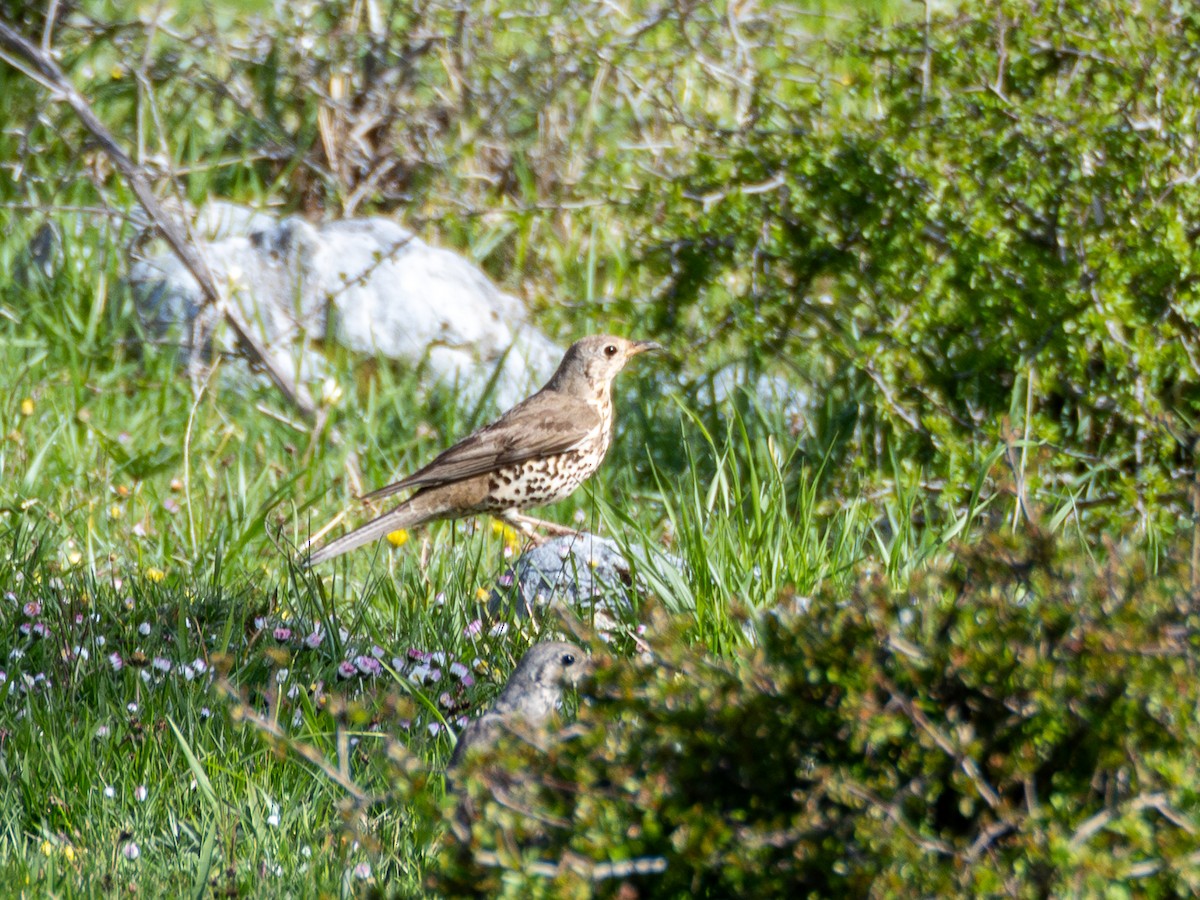 Бужмаг хөөндэй - ML634916951