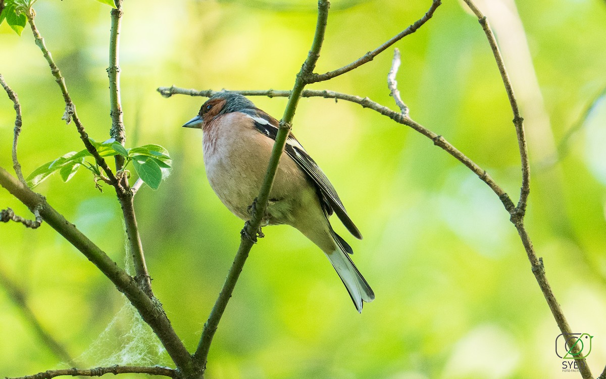 Common Chaffinch - ML634917021