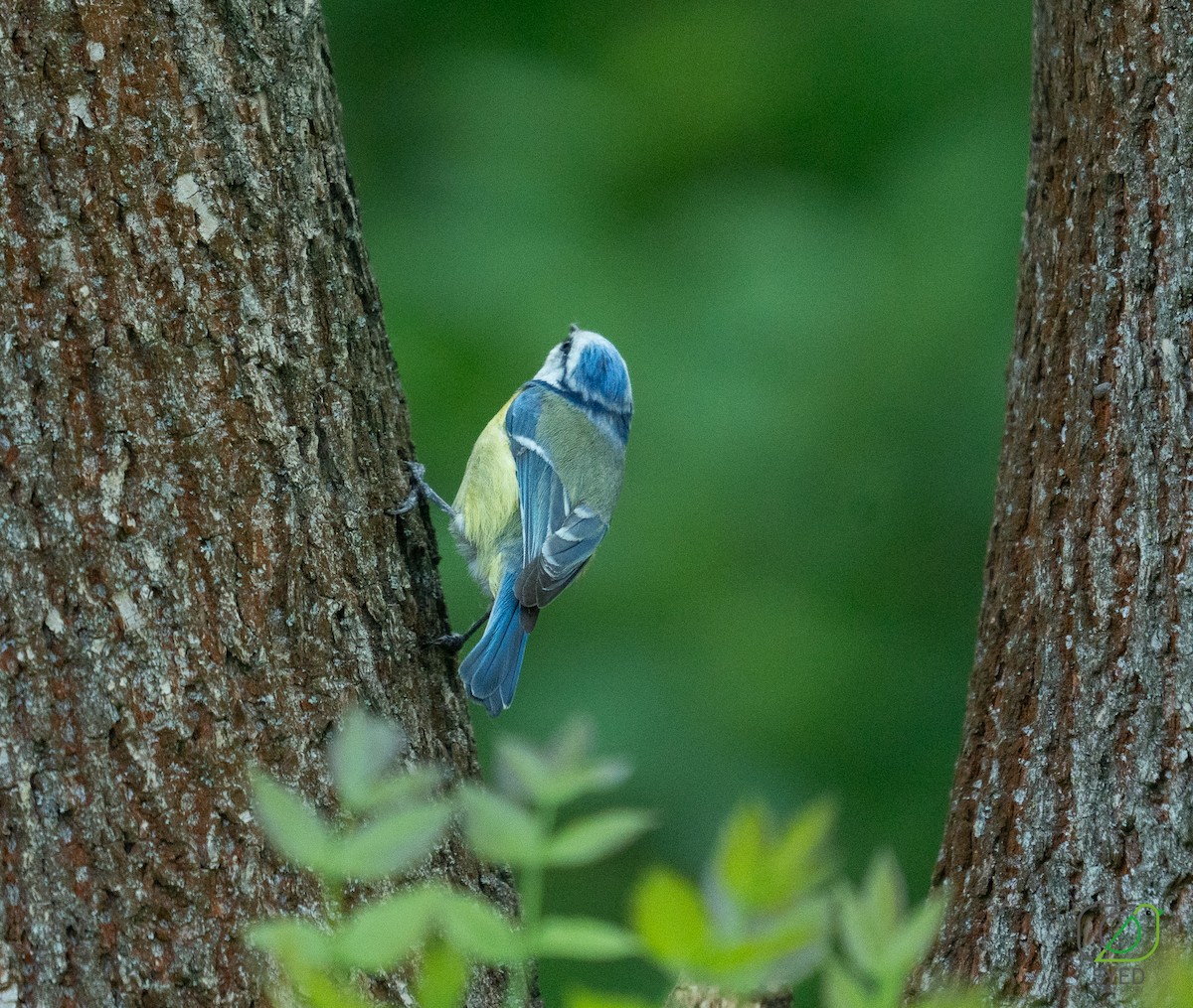 Eurasian Blue Tit - ML634917026