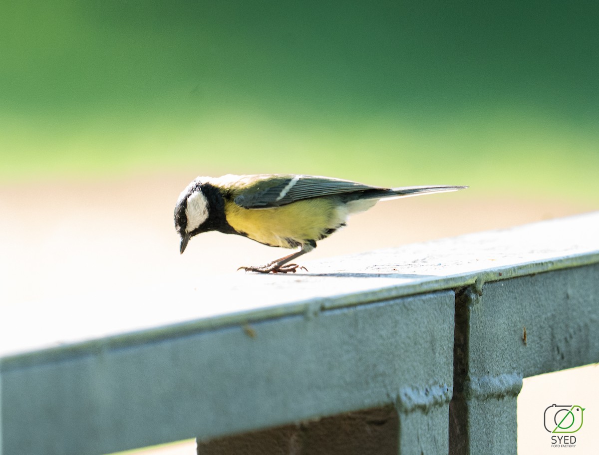 Great Tit - ML634917096