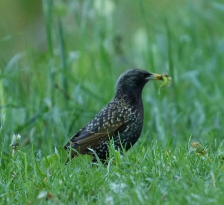 European Starling - ML634917097