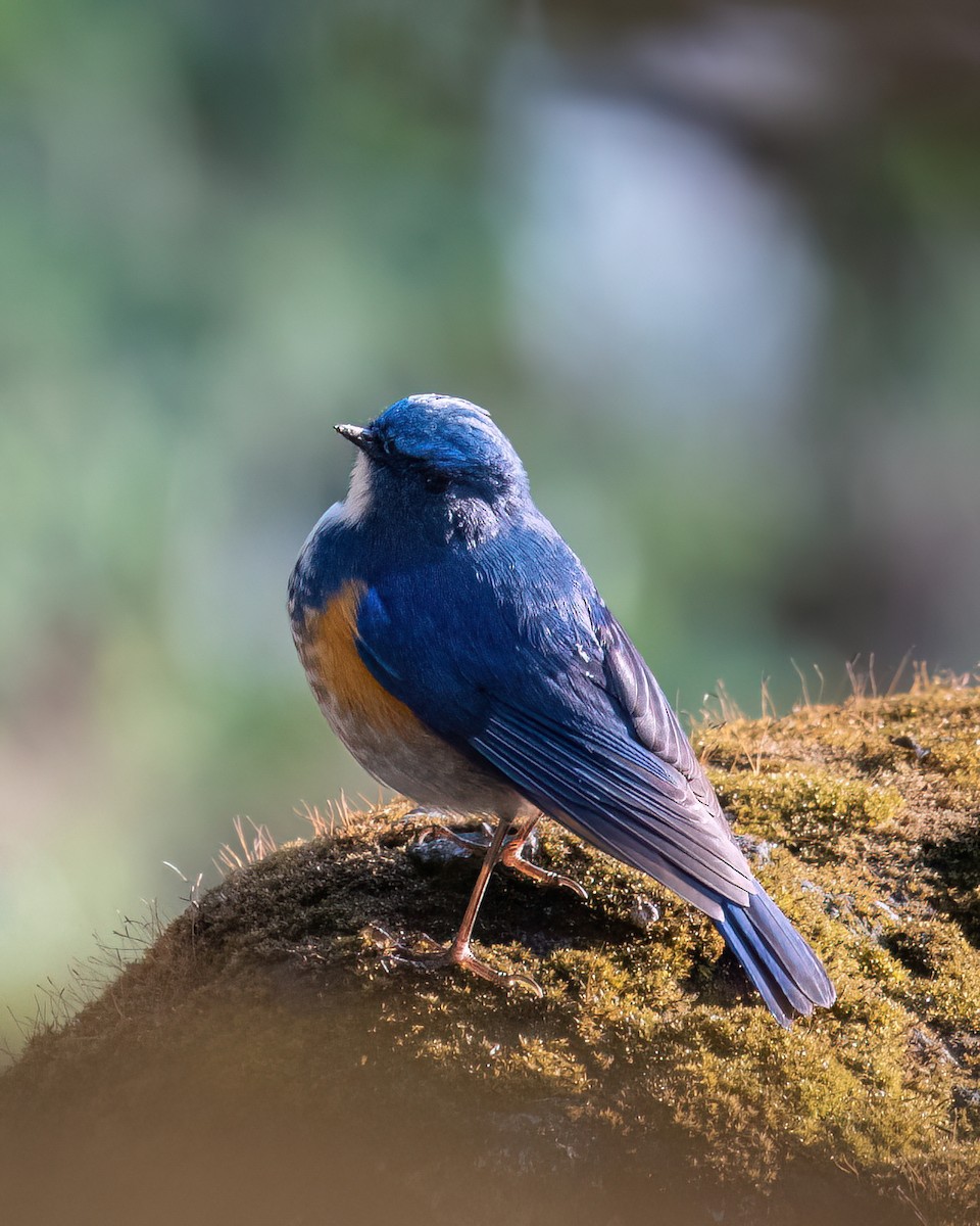 Himalayan Bluetail - ML634917111