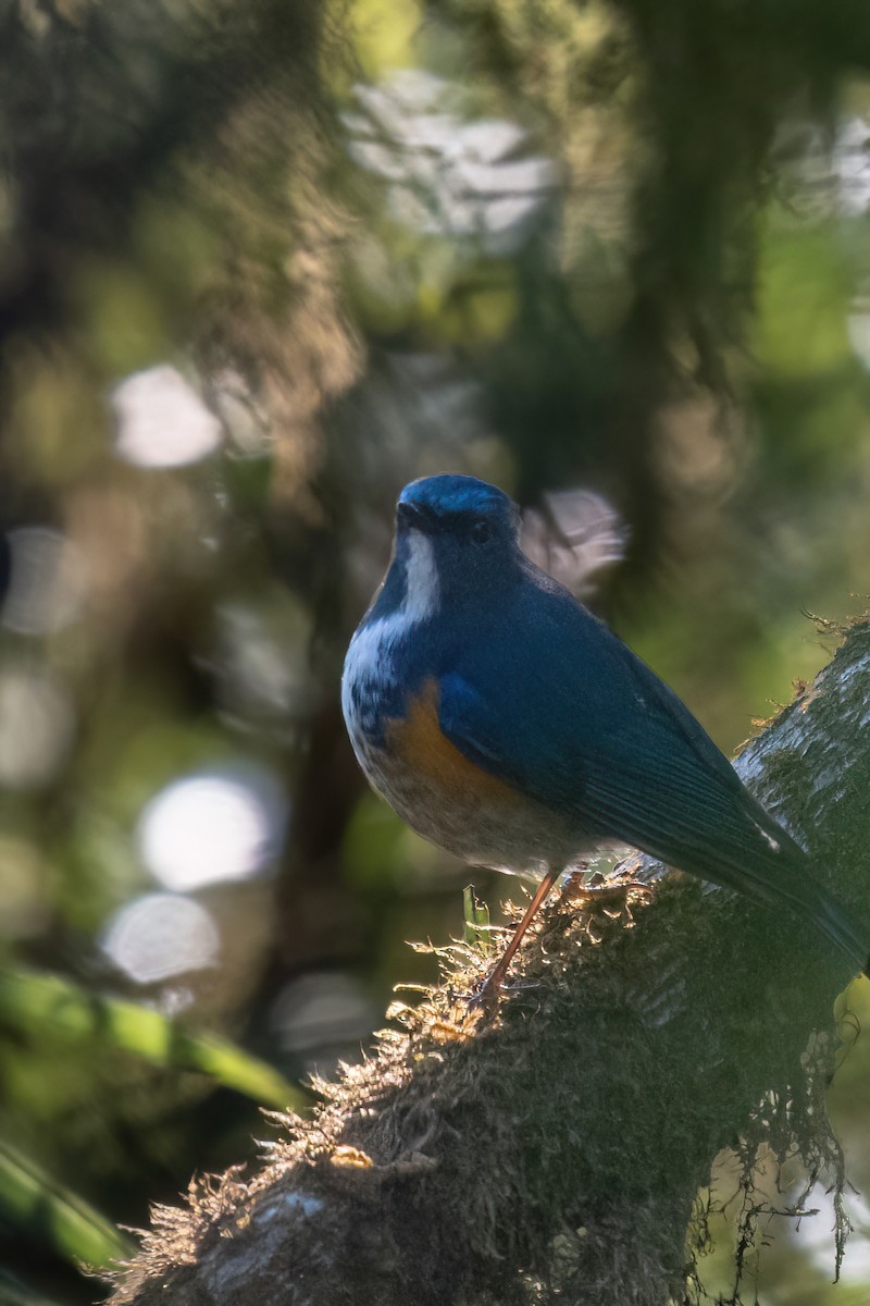 Himalayan Bluetail - ML634917112