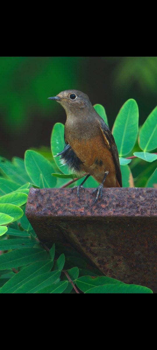 Codirosso spazzacamino - ML634917118