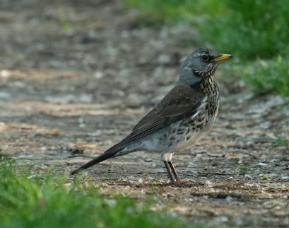 Fieldfare - ML634917133
