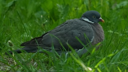 Common Wood-Pigeon - ML634917136