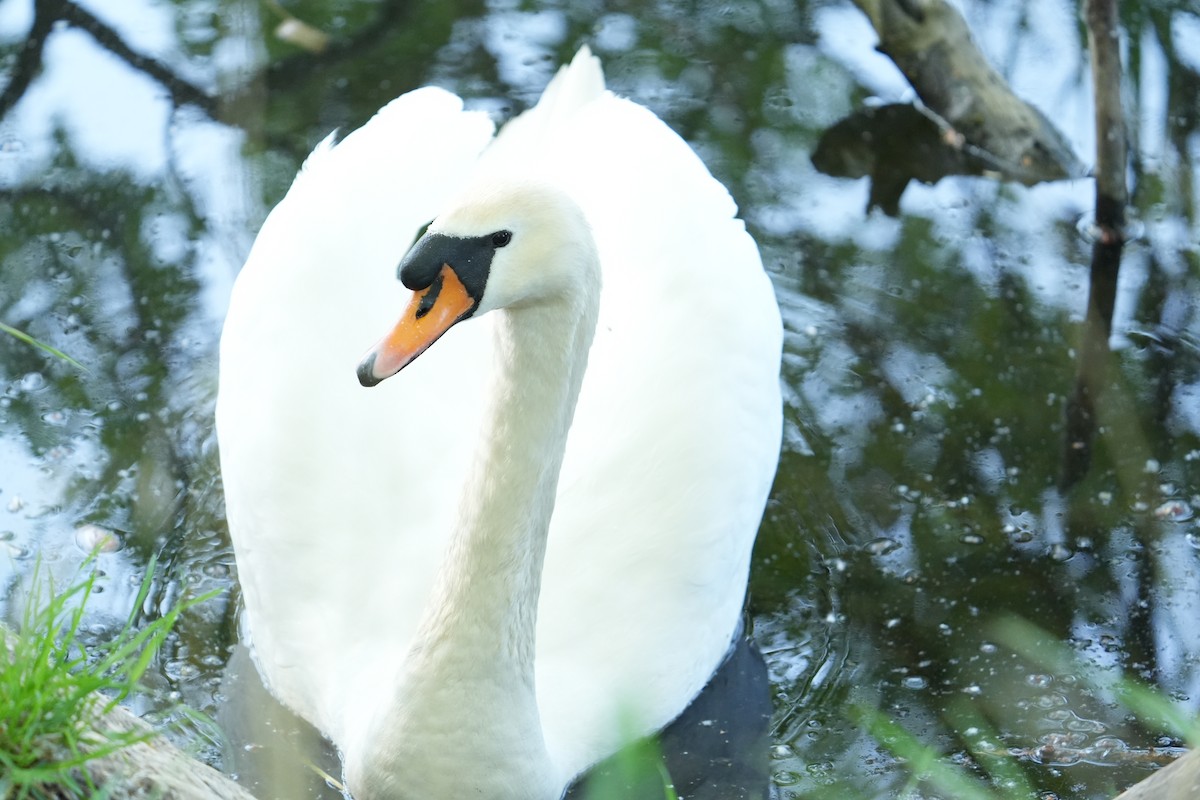 Mute Swan - ML634917149