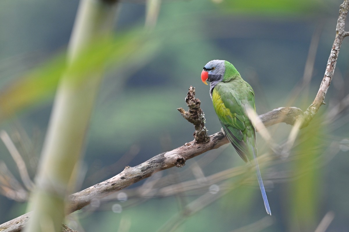 Derbyan Parakeet - ML634917221