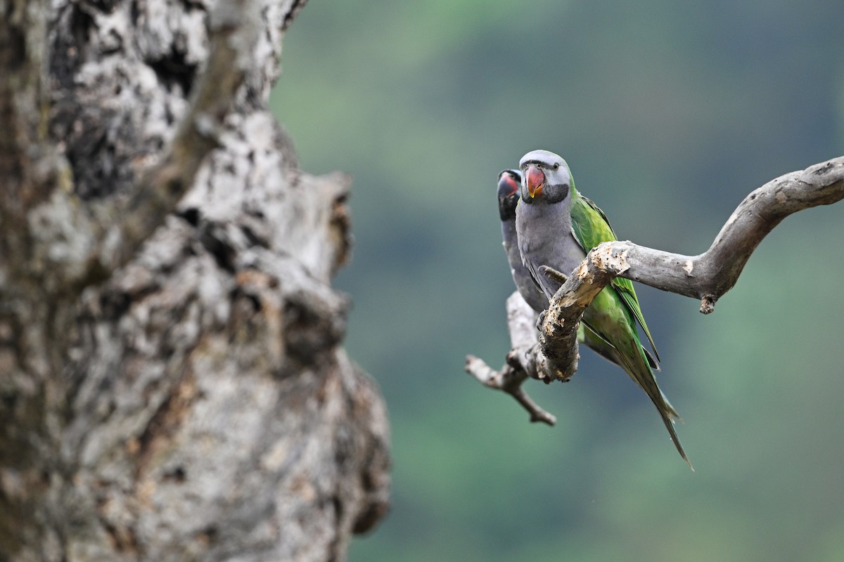 Derbyan Parakeet - ML634917222
