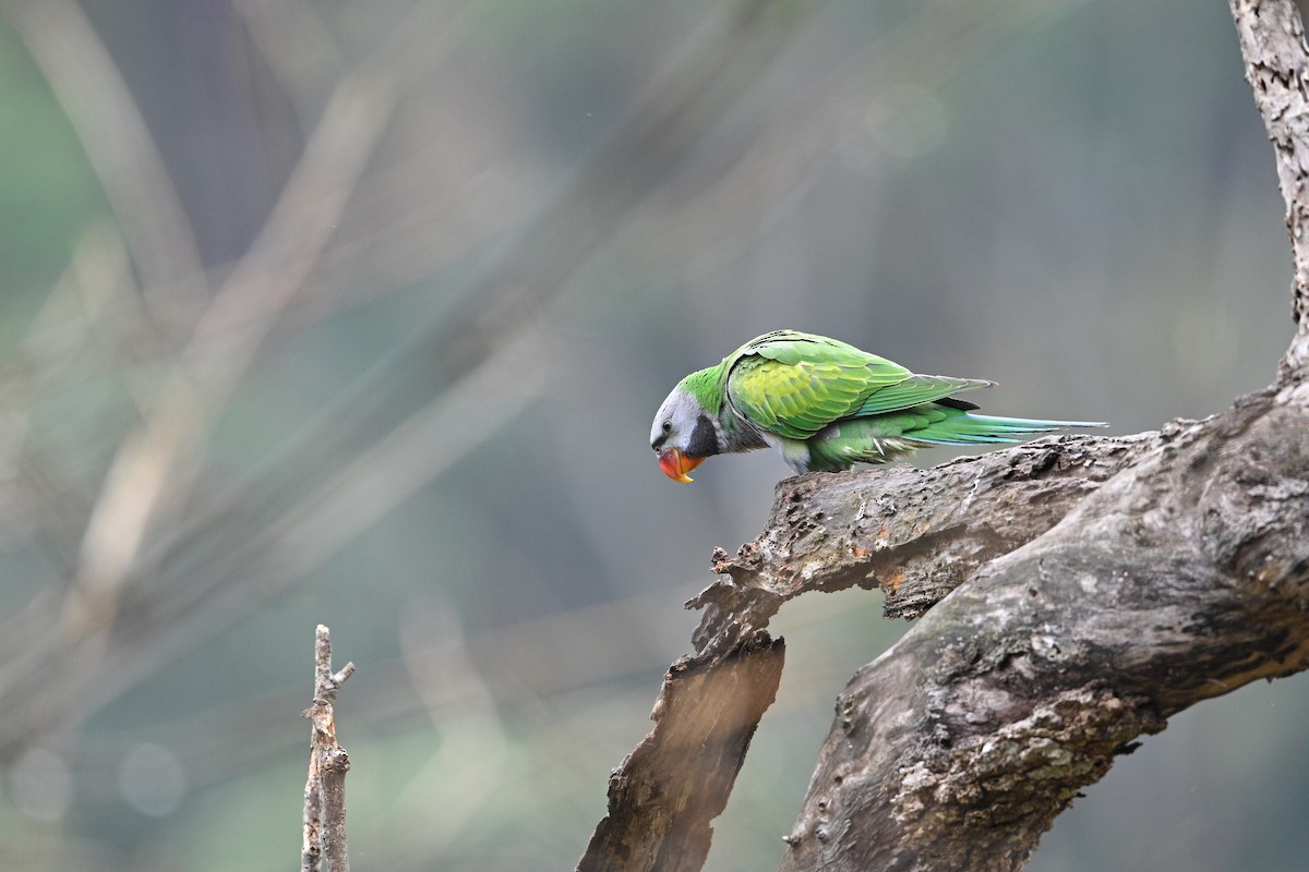Derbyan Parakeet - ML634917223